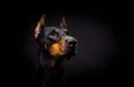Nearby European Doberman Puppy