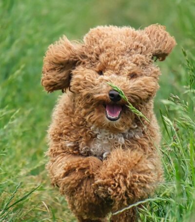 Apricot Toy Poodle