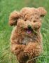 Apricot Toy Poodle