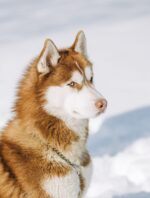 Nearby Siberian Husky | Copper & White Color With Brown Eye