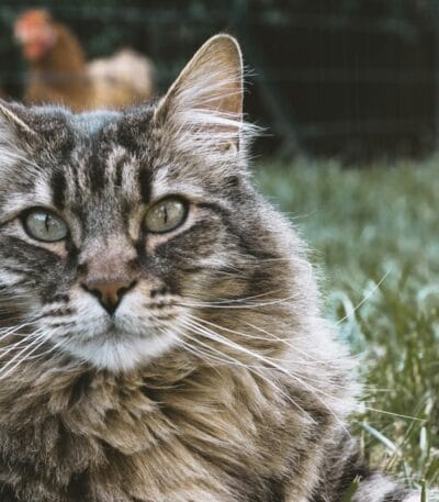 Siberian Cats & Kittens