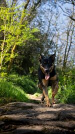 Nearby Doberman Pinscher Puppy | Black & Rust Color