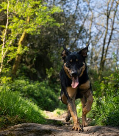 Nearby Doberman Pinscher Puppy | Black & Rust Color
