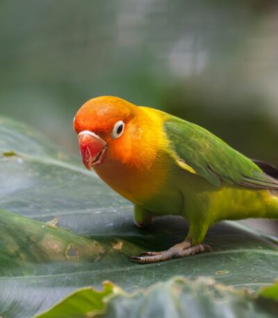 African Love Birds | Green