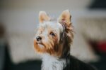 Nearby Yorkshire Terrier Puppy