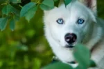 Nearby Siberian Husky | White Color With Blue Eye