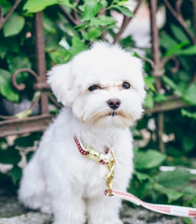 Nearby White Maltese puppy