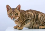 Nearby Bengal Cats & Kittens