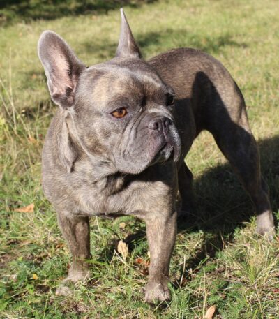 Nearby Blue French Bulldog puppy