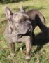 Nearby Blue French Bulldog puppy