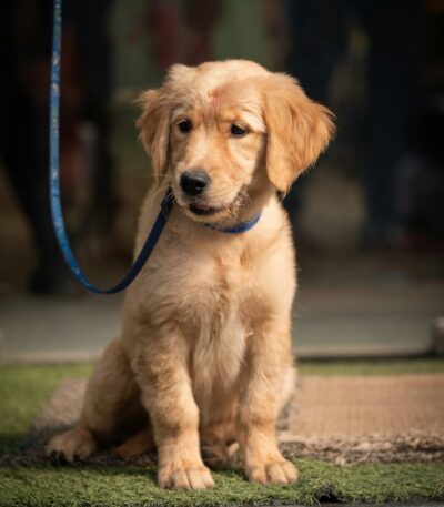 Nearby Golden Retriever Puppy | Golden Color