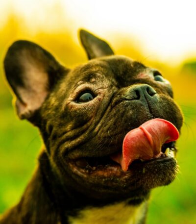 Nearby Brindle French Bulldog puppy