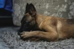 Nearby Belgian Malinois Puppy - Image 4