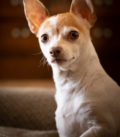 Nearby Chihuahua Puppy