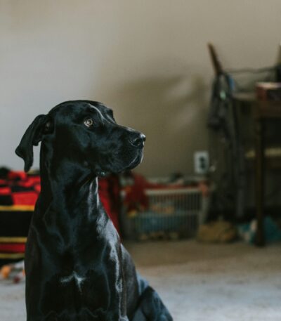 Nearby Black & White Great Dane puppy