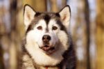 Nearby Siberian Husky | Black & White Color With Brown Eye