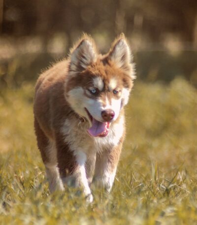 Nearby Siberian Husky | Copper & White Color With Brown Eye