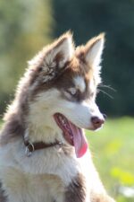 Nearby Siberian Husky | Copper & White Color With Blue Eye