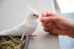 Cockatiel | Albino