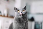 Nearby British Shorthair Cats & Kittens - Image 3