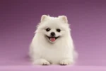 Nearby Culture Toy Pom Puppy | White Color
