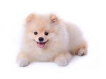 Nearby Cuture Toy Pom Puppy | Cream Color