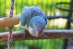 Blue Monk | Blue Quaker Parrot