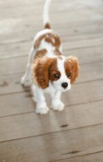 Nearby Cavalier King Charles Spaniel Puppy
