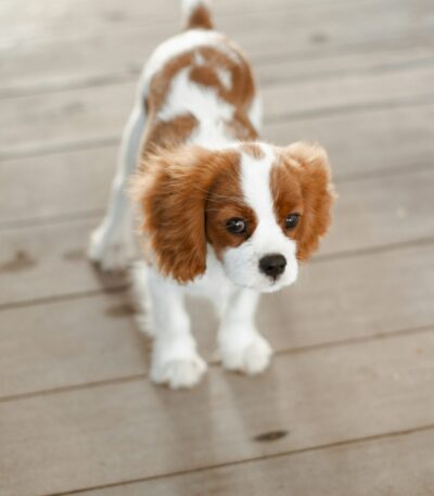 Nearby Cavalier King Charles Spaniel Puppy