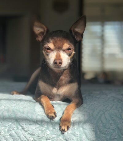 Nearby Chihuahua Puppy