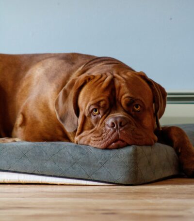 Nearby French Mastiff Puppy