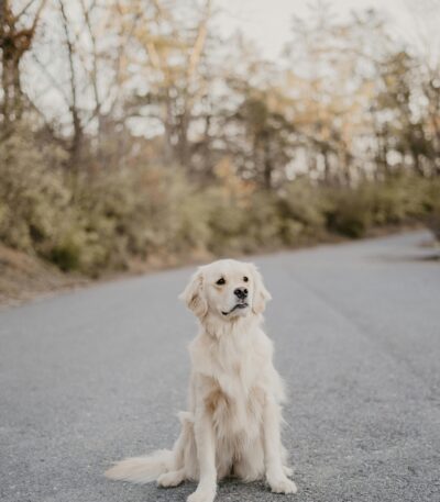Nearby Cream Golden Retriever puppy