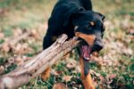 Nearby Doberman Pinscher Puppy | Black & Rust Color