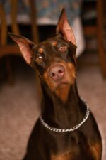 Nearby Brown & Rust Doberman Pinscher puppy