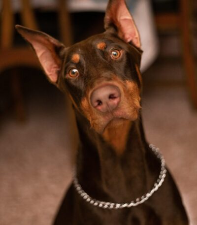 Nearby Brown & Rust Doberman Pinscher puppy