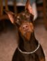 Nearby Brown & Rust Doberman Pinscher puppy
