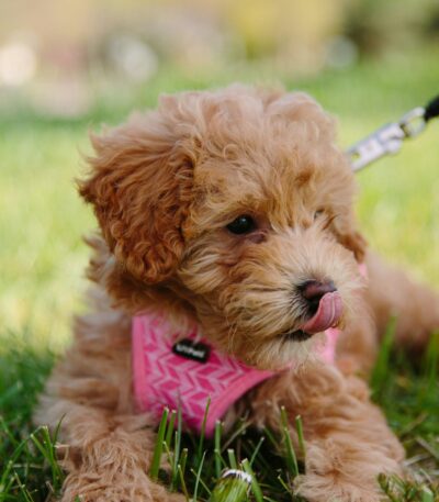 Brown Maltipoo