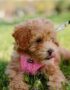 Brown Maltipoo