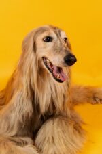 Nearby Gold Afghan Hound puppy