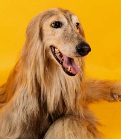 Nearby Gold Afghan Hound puppy