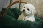 Nearby Bichon Frise Puppy