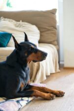 Nearby Black & Rust Doberman Pinscher puppy
