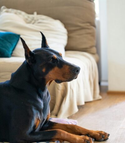 Nearby Black & Rust Doberman Pinscher puppy