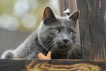 Russian Blue Cats & Kittens