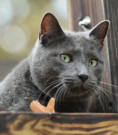 Russian Blue Cats & Kittens