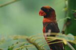 Nearby Dusky Lorikeet - Image 4