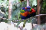 Rainbow Lorikeet