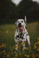 Nearby Black & White Dalmatian puppy