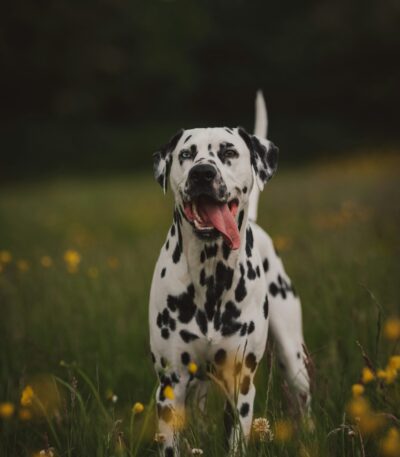Nearby Black & White Dalmatian puppy