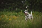 Nearby Black & White Dalmatian Color Puppy - Image 3